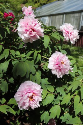 Paeonia suffruticosa - pivoňka keřovitá - květy
